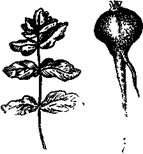 33 Рецепта для мужчин - pic_13.png