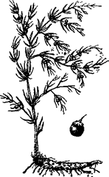 33 Рецепта для мужчин - pic_20.png