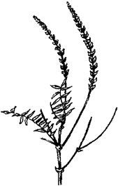 33 Рецепта для мужчин - pic_21.png