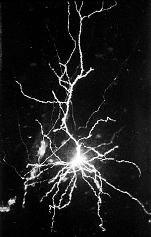 Антимозг: цифровые технологии и мозг - _19.jpg