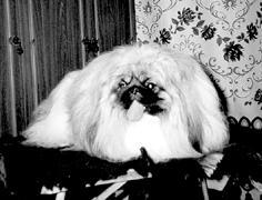 Пекинес. День за днем. - _01.jpg