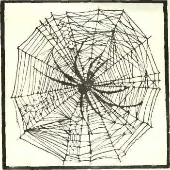 Пьяный паук - i_001.jpg