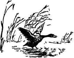 Капитан идет по следу - img_3.jpeg