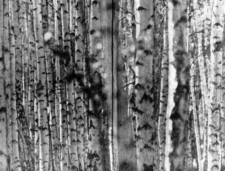 Лирика разных лет - img_1.jpeg