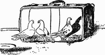 Птица-Радость. Рассказы о голубиной охоте. - i7d6b89798b