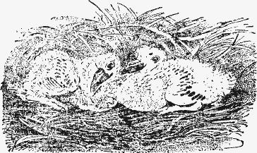 Птица-Радость. Рассказы о голубиной охоте. - iab0850b0a3