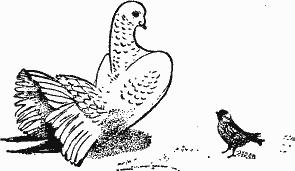 Птица-Радость. Рассказы о голубиной охоте. - idfb162f448