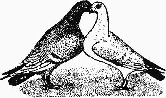 Птица-Радость. Рассказы о голубиной охоте. - i72a3b55de0