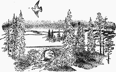 Птица-Радость. Рассказы о голубиной охоте. - i7a50844582