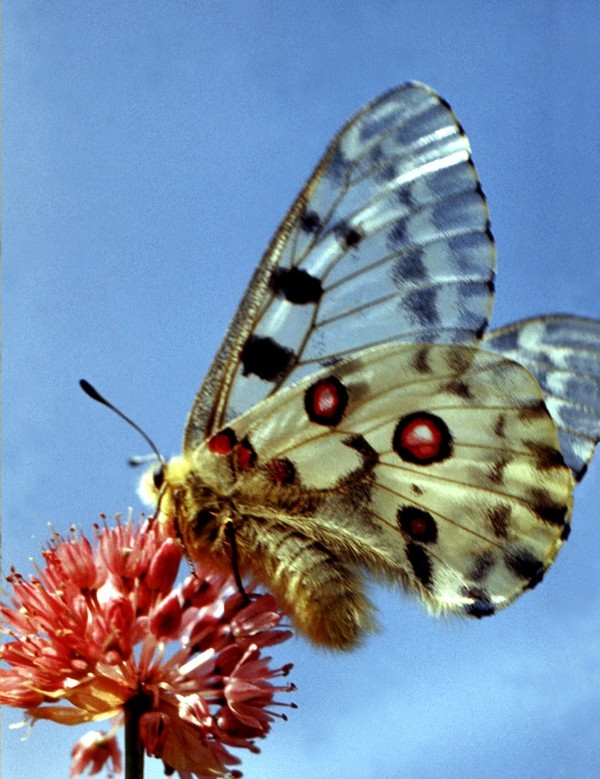 В поисках Аполлона - _0.jpg