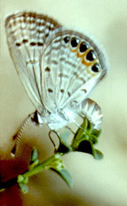 В поисках Аполлона - _21.jpg