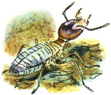 Кто они такие? - i_110.jpg