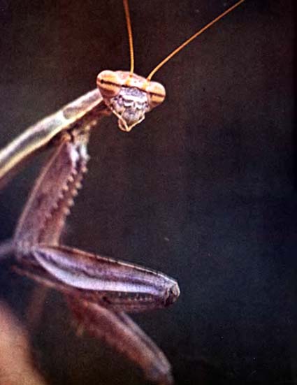 Луна над пустыней - p0010.jpg