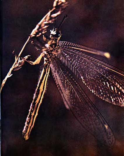 Луна над пустыней - p0015.jpg