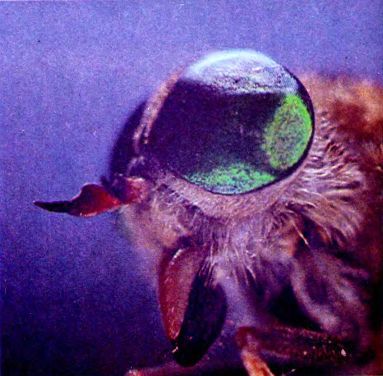 Путешествие в удивительный мир - foto08f.jpg