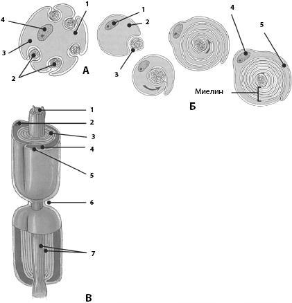 Атлас: анатомия и физиология человека. Полное практическое пособие - _17.jpg