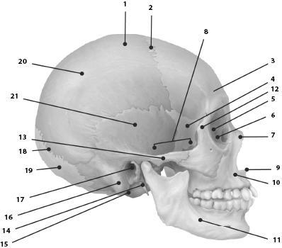 Атлас: анатомия и физиология человека. Полное практическое пособие - _26a.jpg
