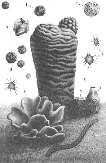 До и после динозавров - dokembr.jpg