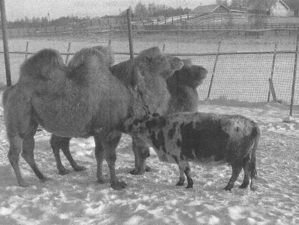 Летающие жирафы, мамонты-блондины, карликовые коровы... От палеонтологических реконструкций к предсказаниям будущего Земли - i_045.jpg