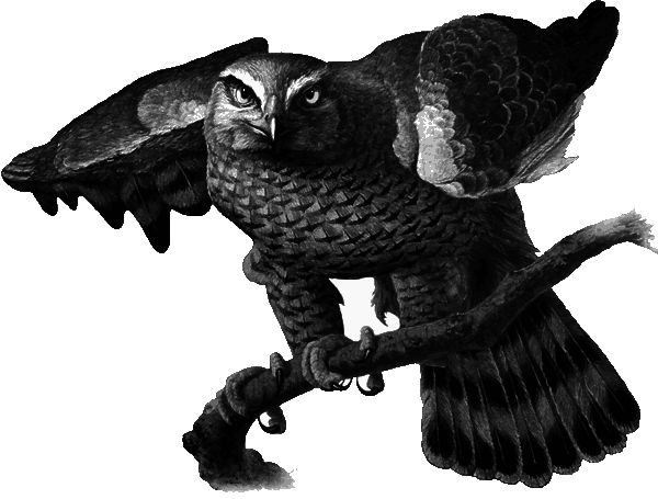 «Я» значит «Ястреб» - i_002.png