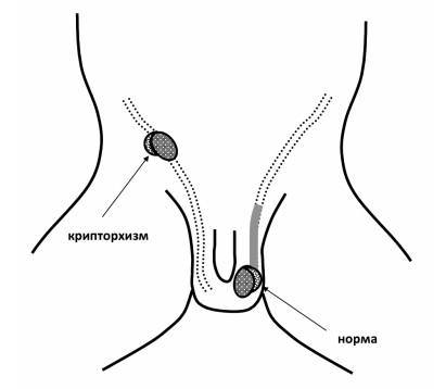 Даосские секреты здоровья для мужчин. Как получить жизненную силу - _11.jpg