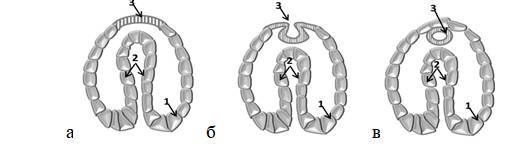 Замершая беременность - _2.jpg