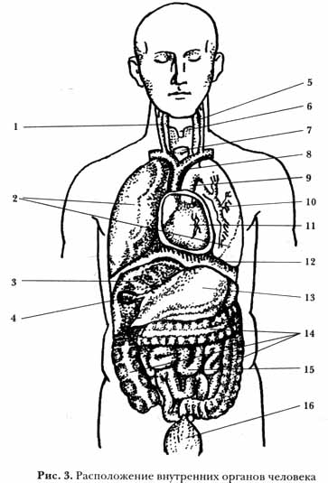 Энергетическое здоровье - _3.jpg