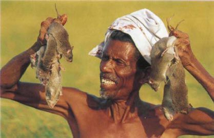 Экстремальная кухня: Причудливые и удивительные блюда, которые едят люди - i_004.jpg