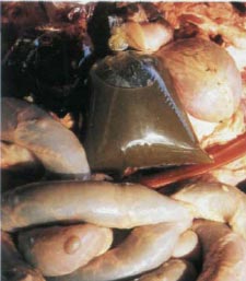 Экстремальная кухня: Причудливые и удивительные блюда, которые едят люди - i_008.jpg