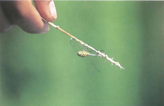 Экстремальная кухня: Причудливые и удивительные блюда, которые едят люди - i_041.jpg