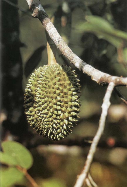 Экстремальная кухня: Причудливые и удивительные блюда, которые едят люди - i_044.jpg