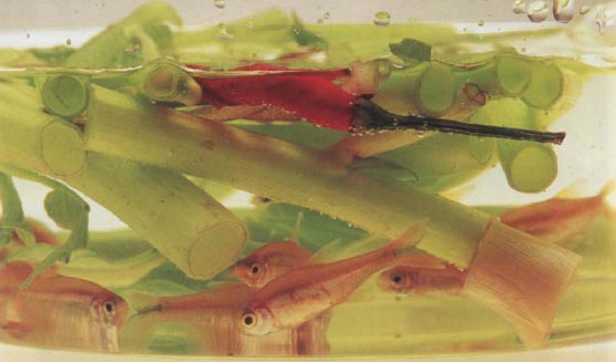 Экстремальная кухня: Причудливые и удивительные блюда, которые едят люди - i_046.jpg