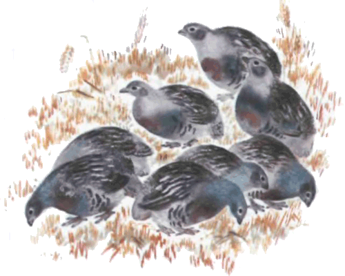 Тюпа, Томка и сорока - i_031.png