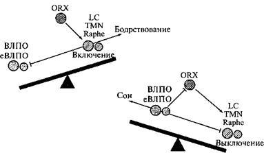 Сон. Почему мы спим и как нам это лучше всего удается - _11.jpg