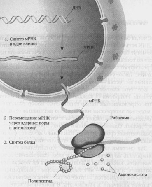 Читая между строк ДНК. Второй код нашей жизни, или Книга, которую нужно прочитать всем - i_001.jpg