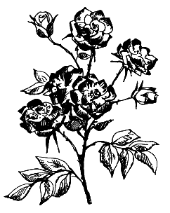 Выращиваем любимые розы - i_002.png