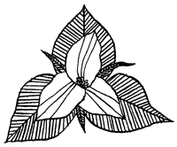 Подземелья Дикого леса - i_084.png