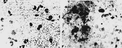 Очерки истории чумы (фрагменты) - _128.jpg