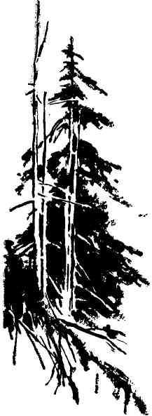 Таежный бурелом - img_2.jpeg