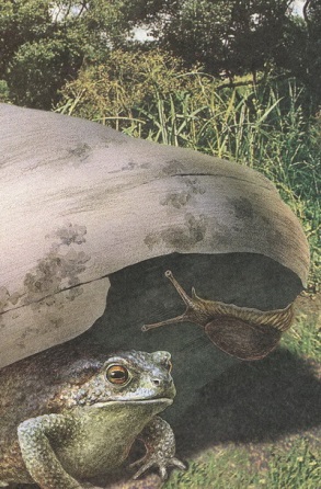 Великан на поляне или первые уроки экологической этики - _46.jpg