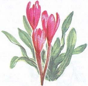 Великан на поляне или первые уроки экологической этики - _80.jpg