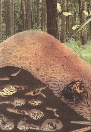 Великан на поляне или первые уроки экологической этики - _33.jpg