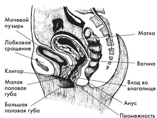 Искусство быть женщиной - i_007.jpg