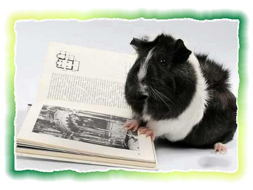 Зачем живут патиссоны? - _18.jpg