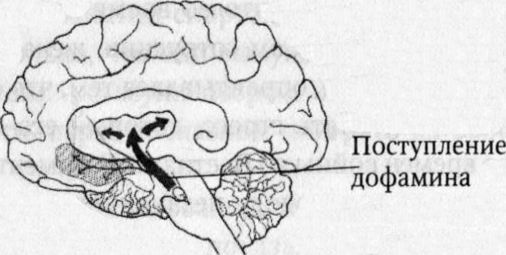Мозг онлайн. Человек в эпоху Интернета - i_008.jpg