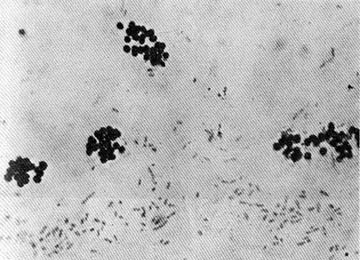 Тайные тропы носителей смерти - _10.jpg