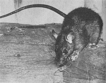 Тайные тропы носителей смерти - _13.jpg