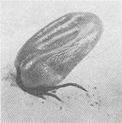 Тайные тропы носителей смерти - _15.jpg