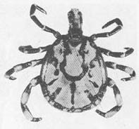 Тайные тропы носителей смерти - _16.jpg