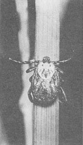 Тайные тропы носителей смерти - _17.jpg